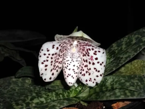 Bild von Paphiopedilum bellatulum semi album t9